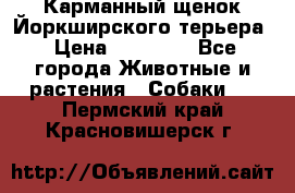 Карманный щенок Йоркширского терьера › Цена ­ 30 000 - Все города Животные и растения » Собаки   . Пермский край,Красновишерск г.